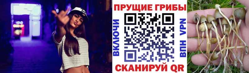 Псилоцибиновые грибы прущие грибы  Кандалакша 