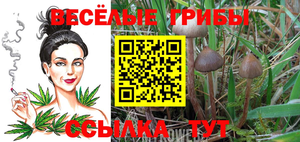 Псилоцибиновые грибы Psilocybine cubensis Кандалакша